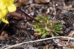 Hoppes Felsenblümchen (Draba hoppeana) (F241675)