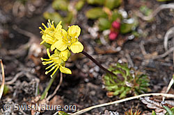 Hoppes Felsenblümchen (Draba hoppeana) (F241676)
