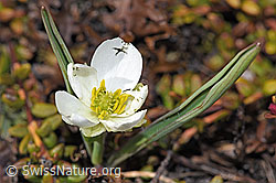 Pyrenäen-Hahnenfuss (Ranunculus kuepferi) (F241678)