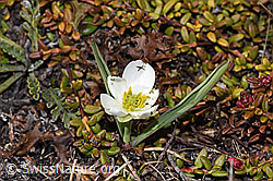 Pyrenäen-Hahnenfuss (Ranunculus kuepferi) (F241680)