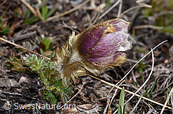 F241683: Frühlings-Anemonen (Pulsatilla vernalis)