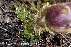 F241684: Frühlings-Anemonen (Pulsatilla vernalis)