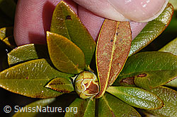 F241690: Rostblättrige Alpenrose (Rhododendron ferrugineum)