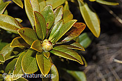 F241691: Rostblättrige Alpenrose (Rhododendron ferrugineum)
