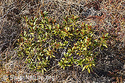 F241694: Rostblättrige Alpenrose (Rhododendron ferrugineum)