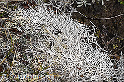 Wurmflechte (Thamnolia vermicularis) (26.05.2023, F241698)