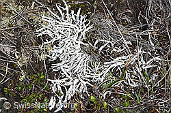 F241699: Wurmflechte (Thamnolia vermicularis)