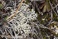 Echte Rentierflechte (Cladonia rangiferina) (26.05.2023, F241702)