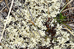 Wacholder-Fuchstöter (Vulpicida juniperinus) (26.05.2023, F241704)