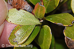 F241711: Immergrüne Bärentraube (Arctostaphylos uva-ursi)