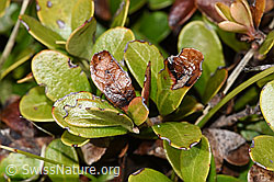F241712: Immergrüne Bärentraube (Arctostaphylos uva-ursi)