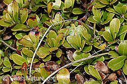 F241713: Immergrüne Bärentraube (Arctostaphylos uva-ursi)