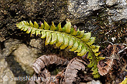 F241715: Lanzenfarn (Polystichum lonchitis)