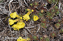 Goldprimel (Androsace vitaliana) (F241732)