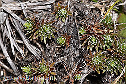 Goldprimel (Androsace vitaliana) (F241733)