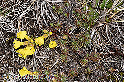 Goldprimel (Androsace vitaliana) (F241735)