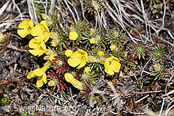 Goldprimel (Androsace vitaliana) (F241748)