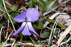 Felsen-Veilchen (Viola rupestris) (26.05.2023, F241752)