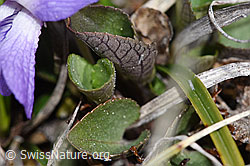 F241753: Felsen-Veilchen (Viola rupestris)