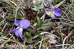 Felsen-Veilchen (Viola rupestris) (26.05.2023, F241755)