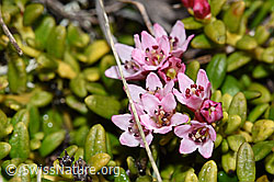 Alpenazalee (Loiseleuria procumbens) (F241758)