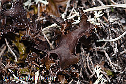 F241763: Isländisch Moos (Cetraria islandica)