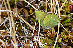 Brombeer-Zipfelfalter (Callophrys rubi) (26.05.2023, F241783)