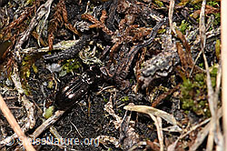 Dunkler Laubläufer (Notiophilus aquaticus) (26.05.2023, F241791)