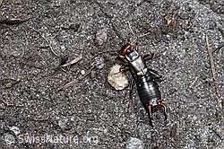 F241802: Zweipunkt-Ohrwurm (Anechura bipunctata)