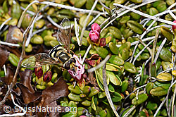 Mondfleck-Feldschwebfliege (Eupeodes luniger) auf Alpenazalee (Loiseleuria procumbens) (F241805)