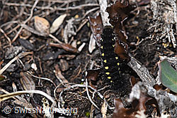 Alpen-Widderchen (Zygaena exulans, Raupe) an Isländisch Moos (Cetraria islandica) (F241809)