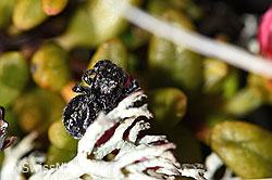Springspinne (Unbekannte Art 01) auf Alpenazalee (Loiseleuria procumbens) (F241817)