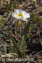 Pyrenäen-Hahnenfuss (Ranunculus kuepferi) (F241840)