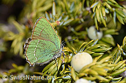 Brombeer-Zipfelfalter (Callophrys rubi) (F241846)