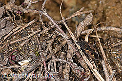 Foto: Rhyparochromus pini (Wanze)