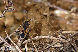 Foto: Rhyparochromus pini (Wanze)