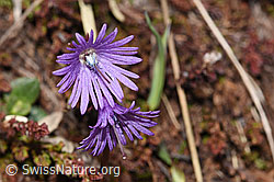 Grosses Alpenglöckchen (Soldanella alpina) (F241860)