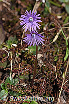 Grosses Alpenglöckchen (Soldanella alpina) (F241861)