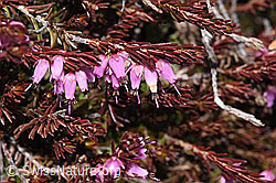 Blume (F241864)