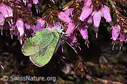 Erika (Erica carnea)