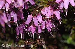 Erica carnea (F241868)