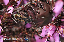 Erika (Erica carnea)