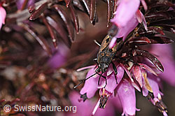 Rhyparochromus pini on Erica carnea (F241870)