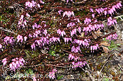 Erica carnea (F241872)