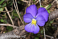F241879: Langsporniges Stiefmütterchen (Viola calcarata)