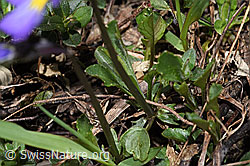 F241880: Langsporniges Stiefmütterchen (Viola calcarata)