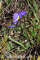 F241881: Langsporniges Stiefmütterchen (Viola calcarata)