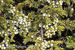 Alpen-Wacholder (Juniperus communis ssp. saxatilis) (26.05.2023, F241910)