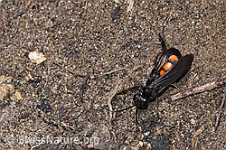 Foto: Frühlings-Wegwespe (Anoplius viaticus)