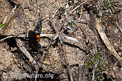 Frühlings-Wegwespe (Anoplius viaticus) (F241922)